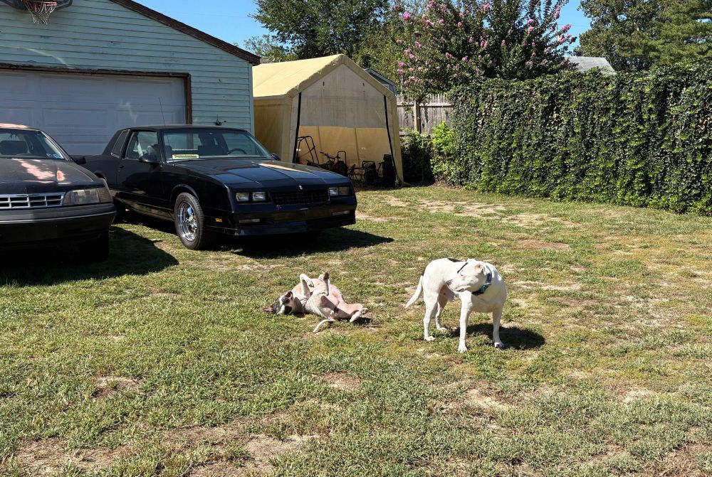 2 black and white pitbull mixes in a backyard, one is laying upside down on the grass
