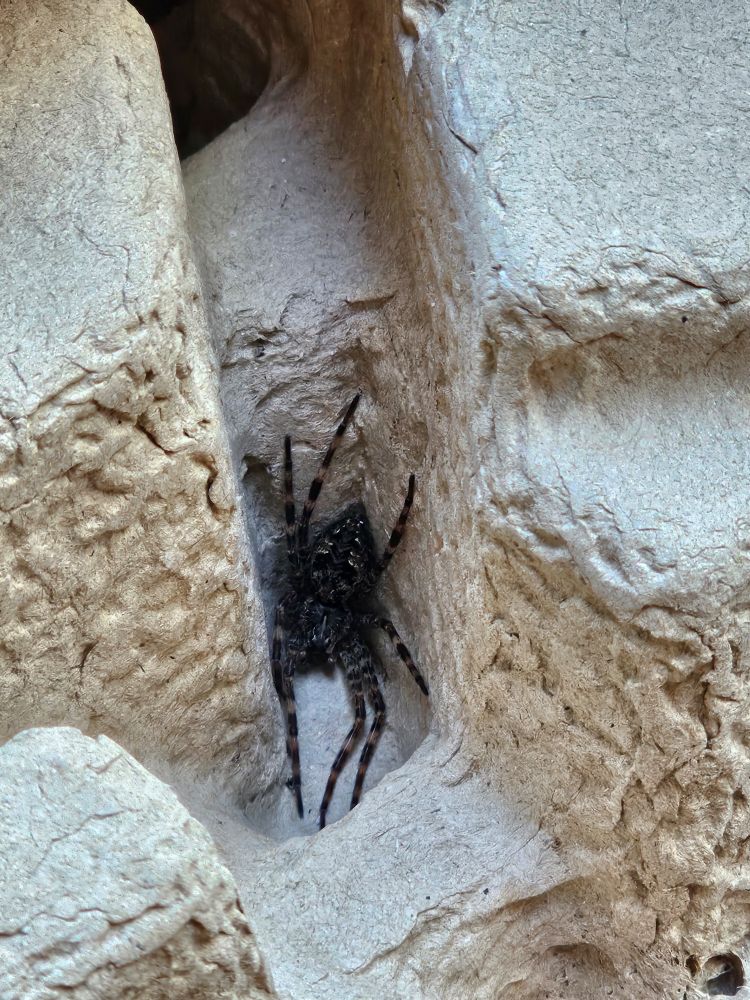 A spider hiding in cardboard packaging 