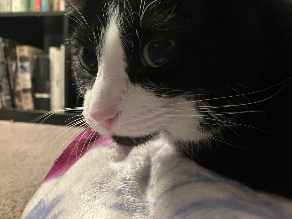 A closeup of the face of Yazzy the tuxedo cat. She is meatloafing on her favorite fluffy blanket. 