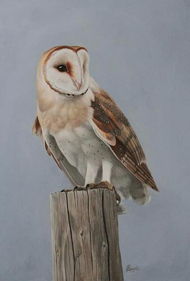 acrylic painting of a barn owl sat on a fence post 