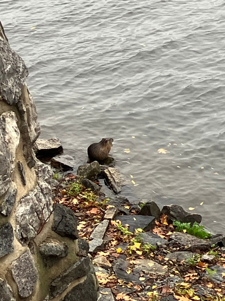 Beaver on the edge of the river Vlatva in Prague