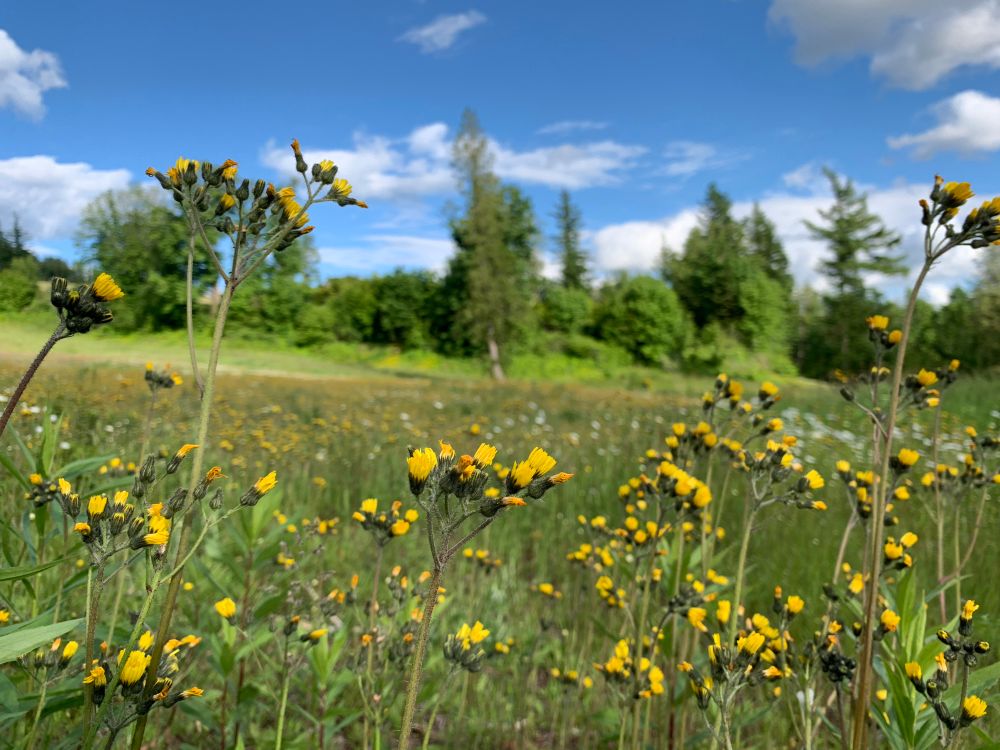 Idyllic meadow of yellow mountain flowers in the sun
