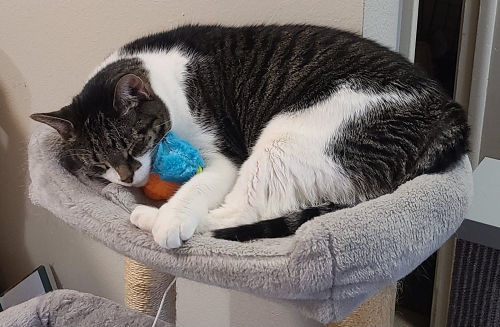 tabby cat laying down on duck toys