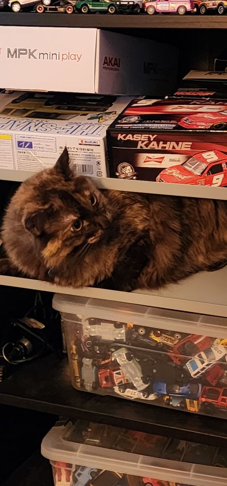 Absolute clompongus Rosie in my fucking cabinet in a spot she can't really fit in