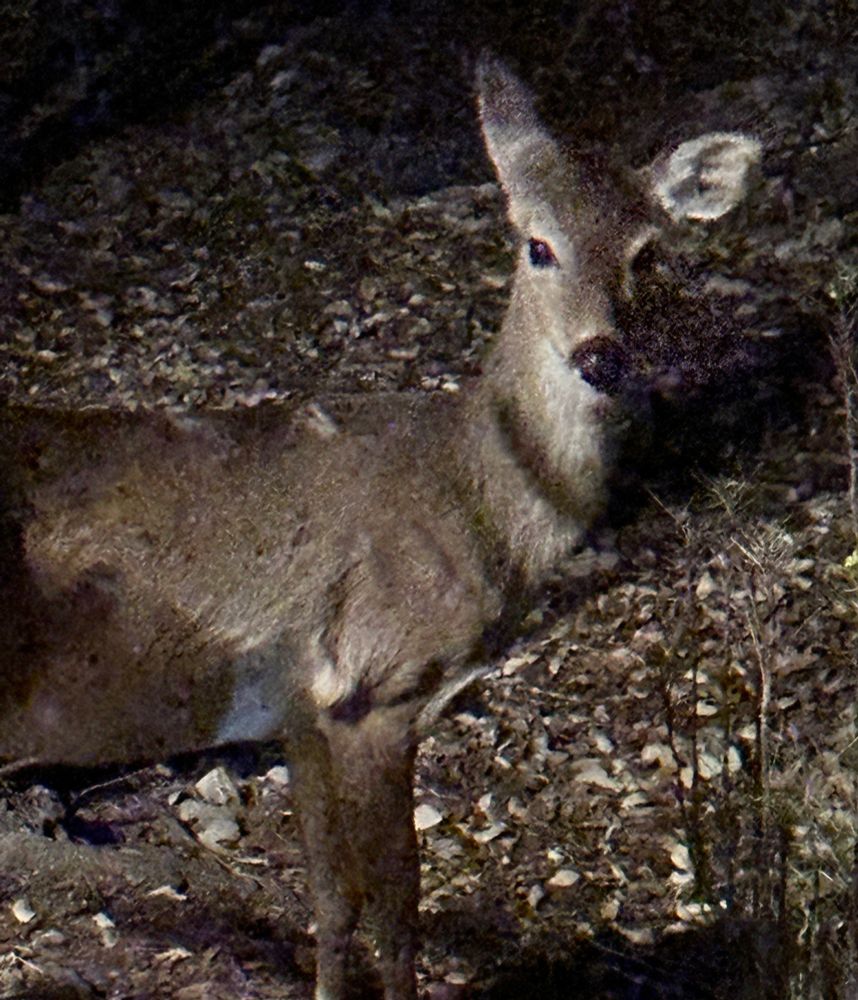 Young deer who was born in our yard and visits most nights. She is using silly ear gestures to mock my attempts to photograph the solar eclipse from my iPhone.