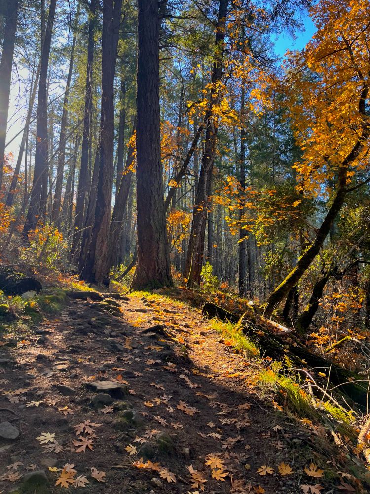 A dirt hiking path uphill through a fall forest.