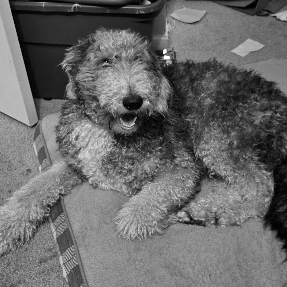 Black and white photograph of a Sheepadoodle laying on a doggie bed on the floor.