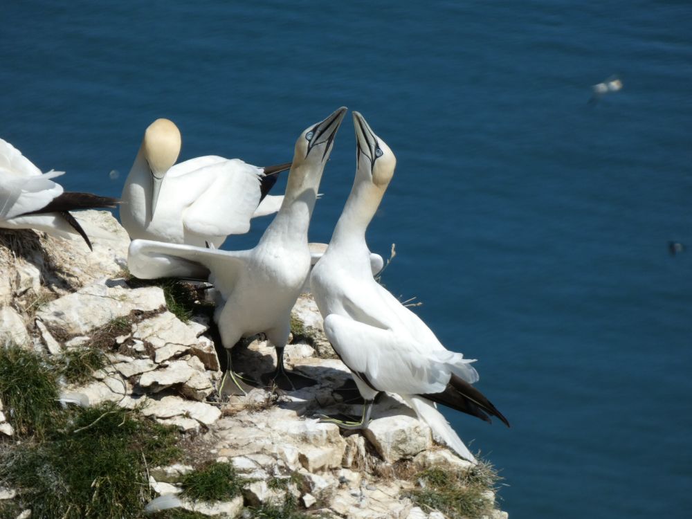 Gannets at RSPB Bempton Cliffs