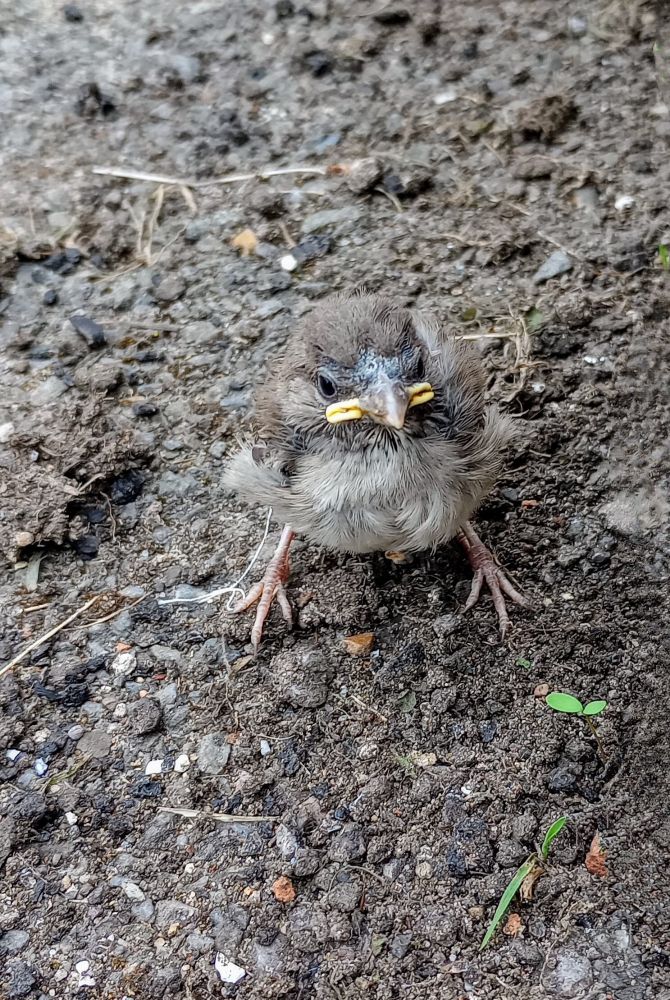 A newly fledged House Sparrow