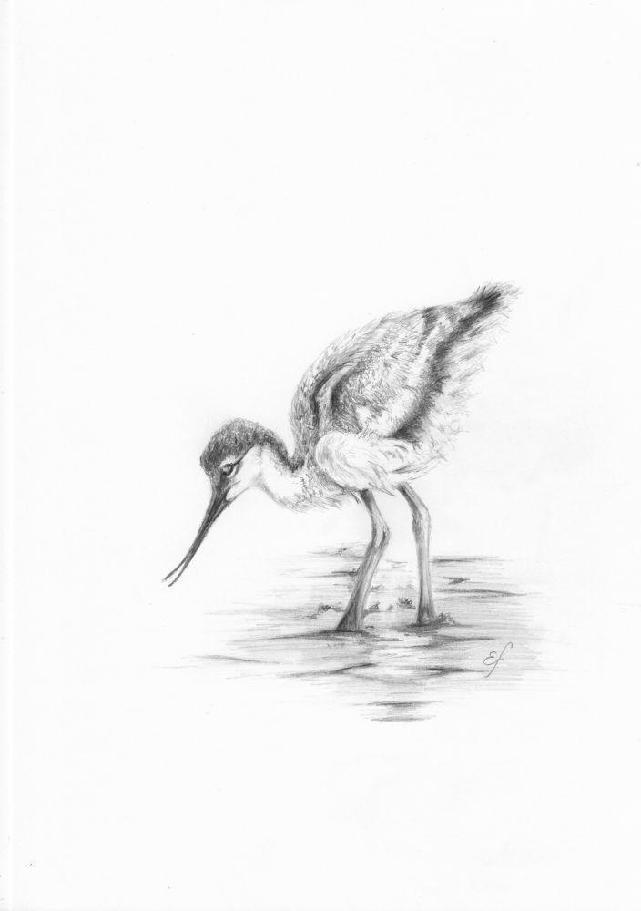 Drawing of an Avocet chick