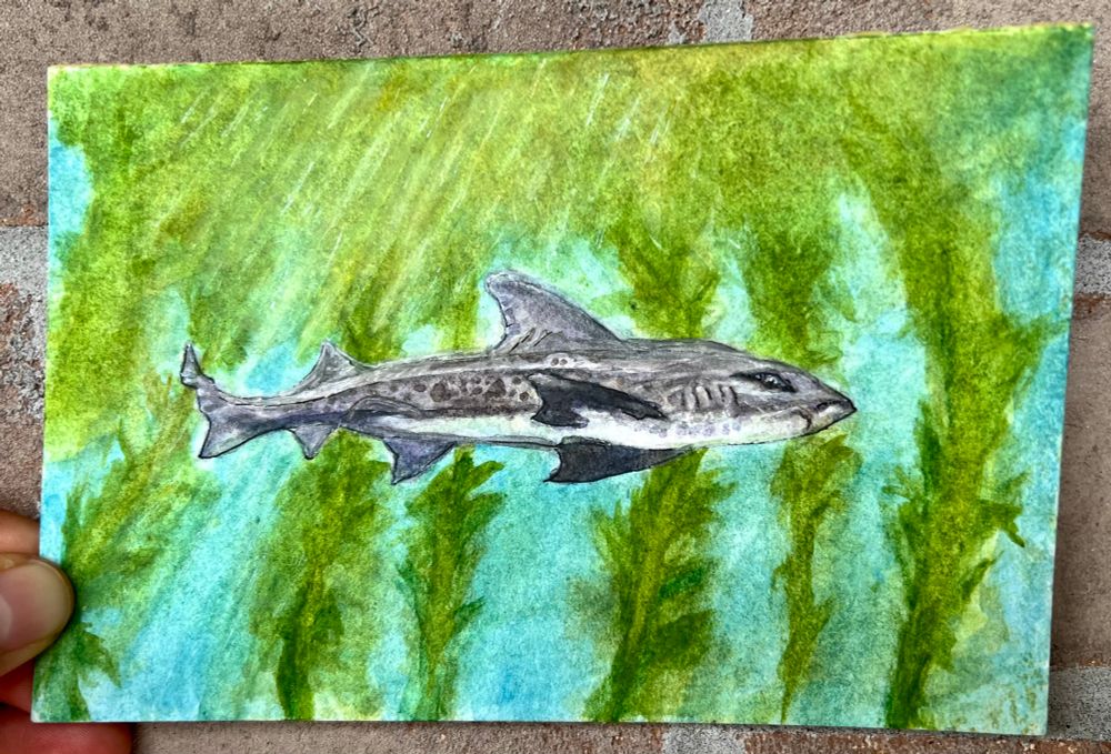 Watercolor painting of a side view of a leopard shark swimming in a kelp forest 