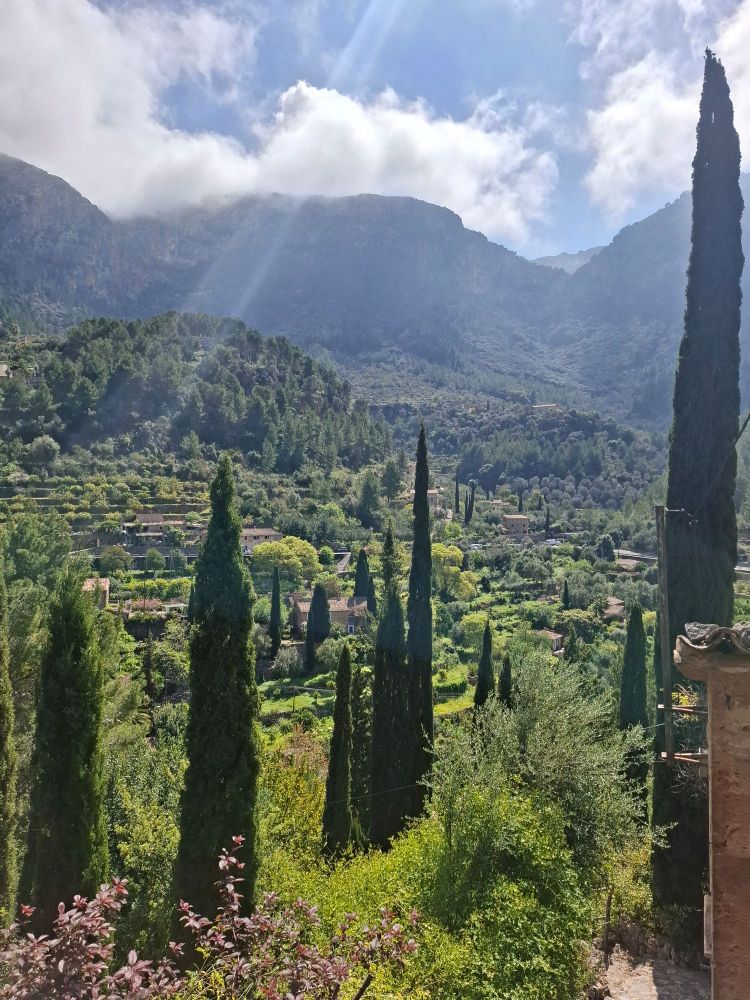 Maisema Tramuntanasta, pylvästuijia ja oliivipuupengerrystä