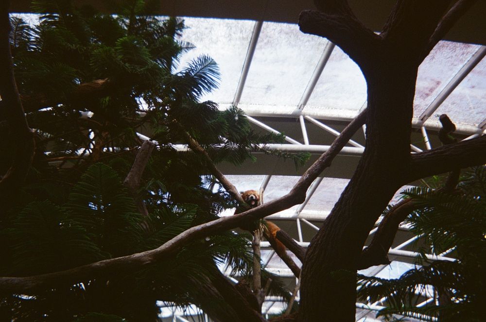 film photograph of a red panda in a tree yawning