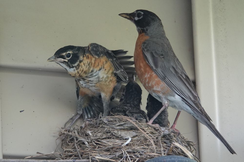 Young Robin about to leave nest for the first time while momma Robin watches