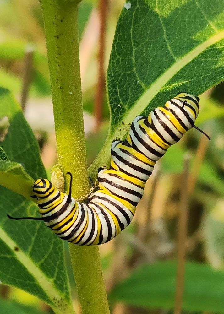 Monarch caterpillars on milkweed plant