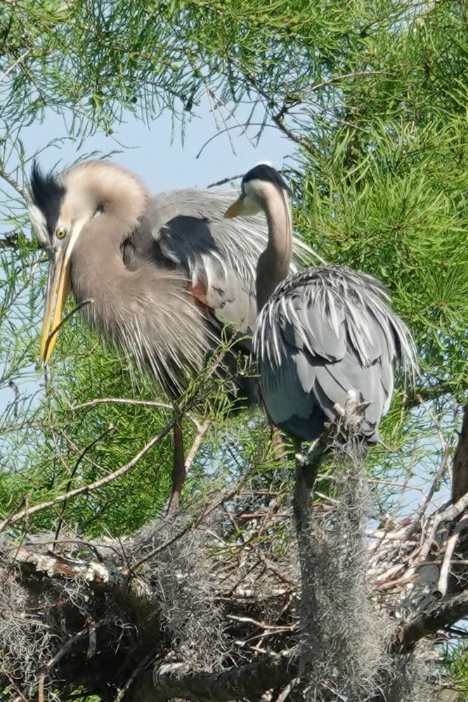 Two great Blue herons in nest