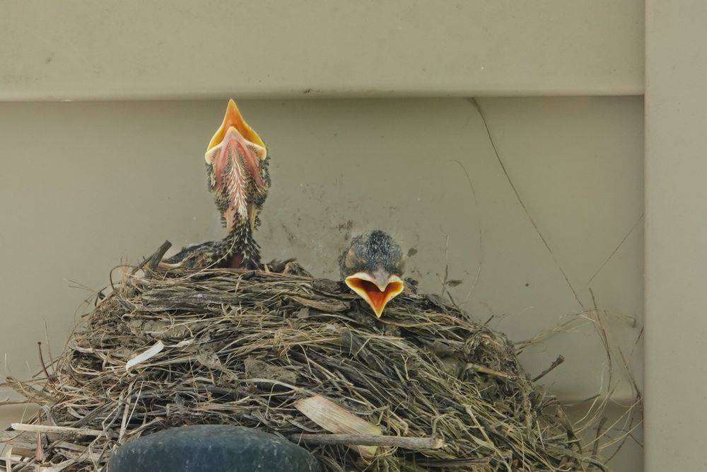 Two baby birds in their birds with mouths open wide