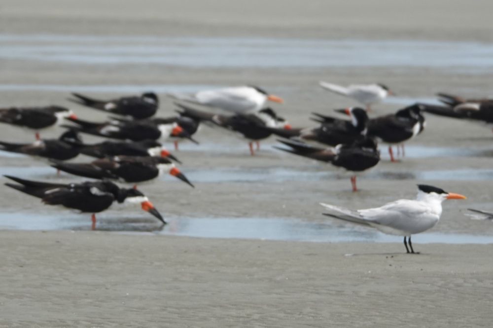 Black skimmers and Royal terns on Beachwalker beach, Kiawah Island