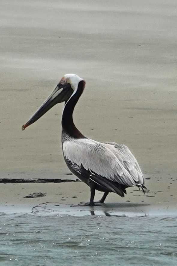 Brown Pelican standing on beach near Kiawah River 