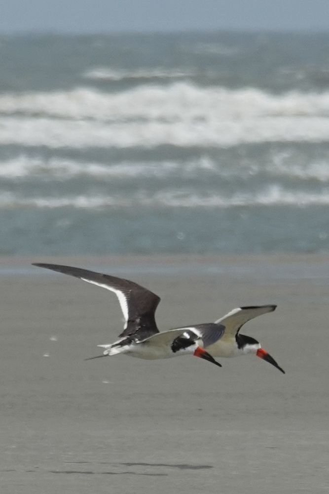 Black skimmers flying over sand on Beachwalker beach, Kiawah Island