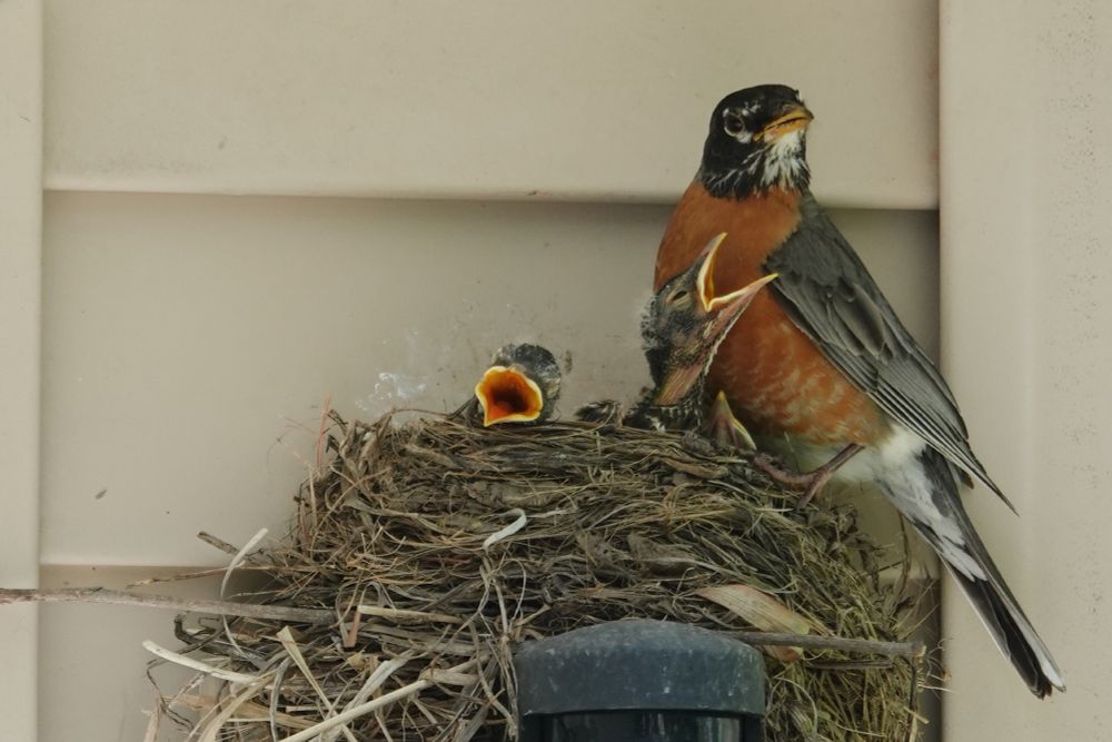 Two baby robins with mouths open with mom robin looking out.