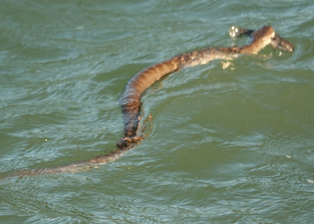 Lake Erie water snake swimming with captured Gobi in its mouth