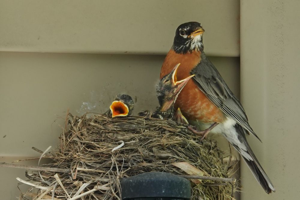 Mom Robin and two baby birds in their nest
