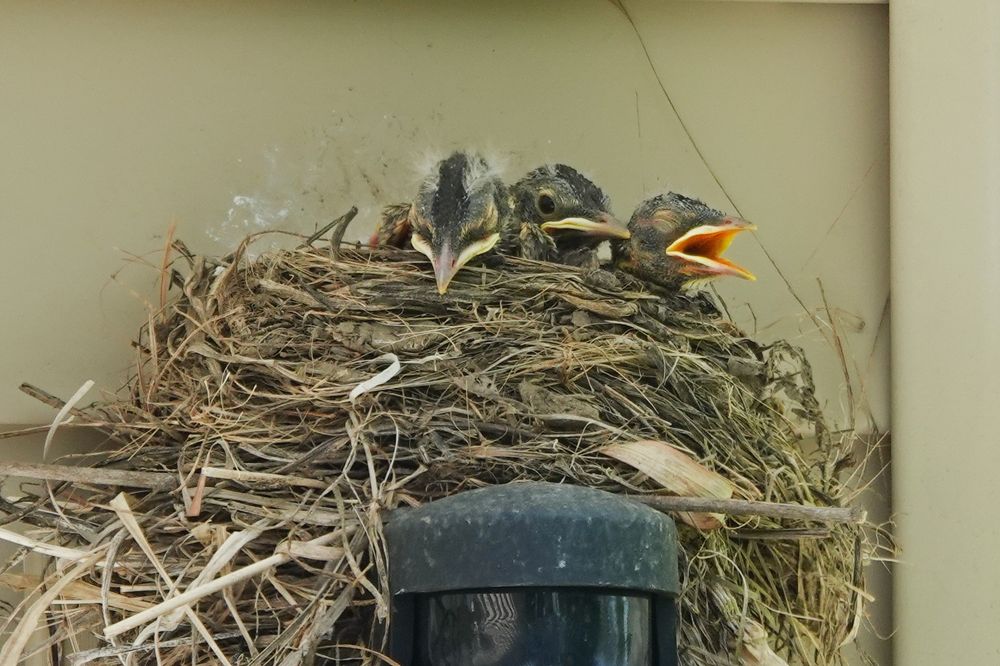 Three baby birds in a nest