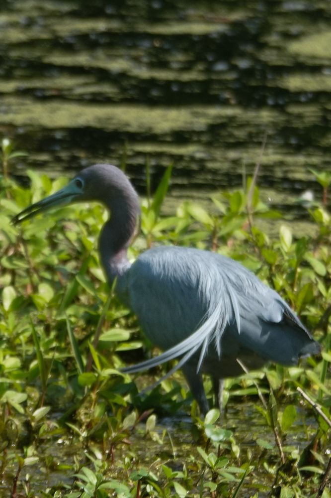 Little blue Heron standing in shallow water surrounded by water plants