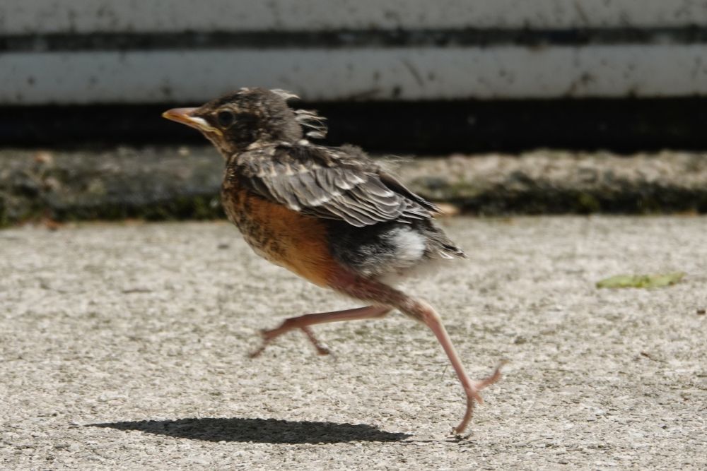 Baby Robin running