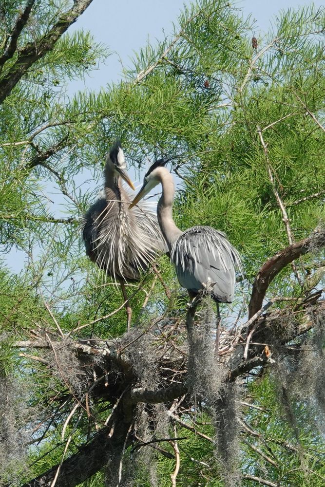 Two great Blue herons in Nest, facing each other
