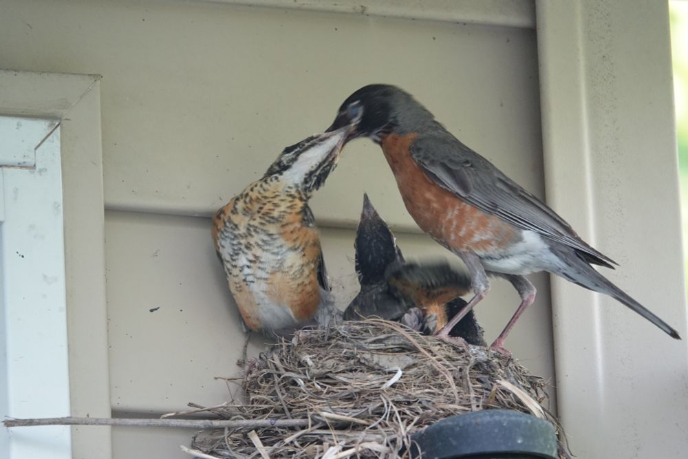 Momma Robin wedding baby bird in nest while other babies look 