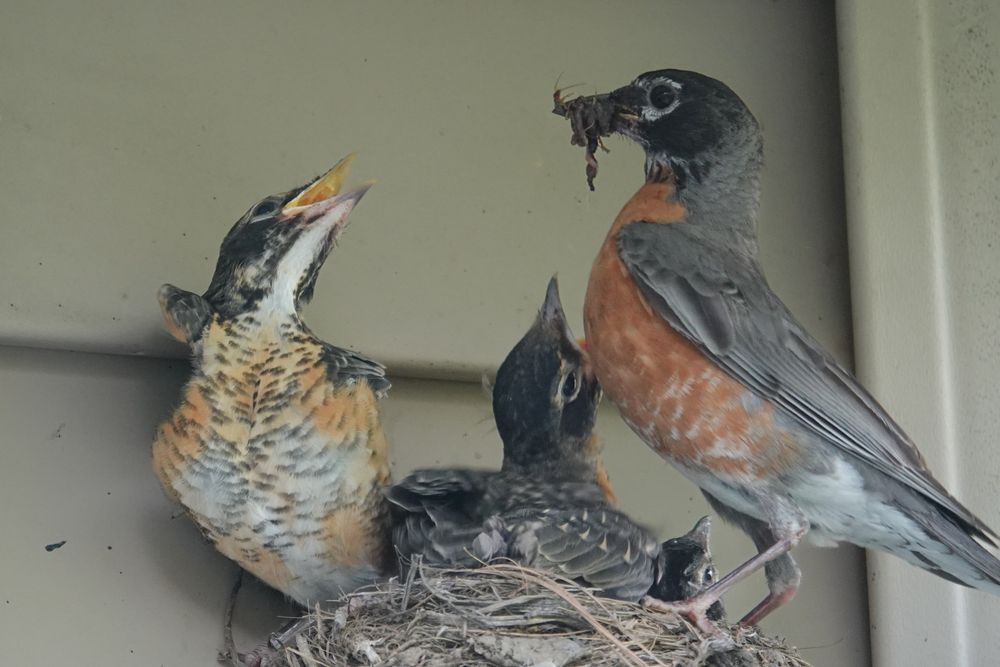 Momma Robin with insect food for waiting baby robin