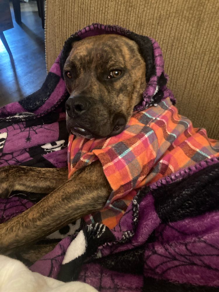 A brindle boxer wearing a flannel shirt with a blanket covering only their head. 