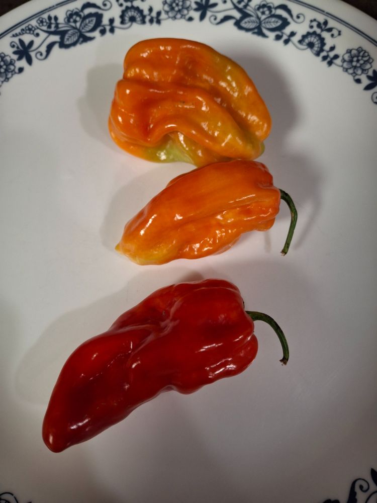 Three habaneros (one red, two orange) on a plate