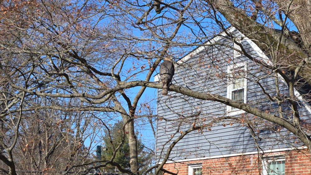 Same bird, same tree, different view 