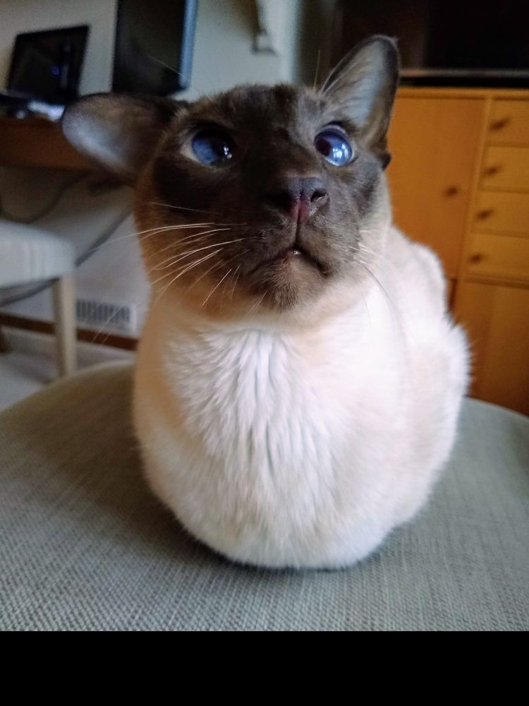 A Siamese cat loafs on a footstool. He has a cream coloured body, dark brown head and blue eyes. His ears point in different directions. 