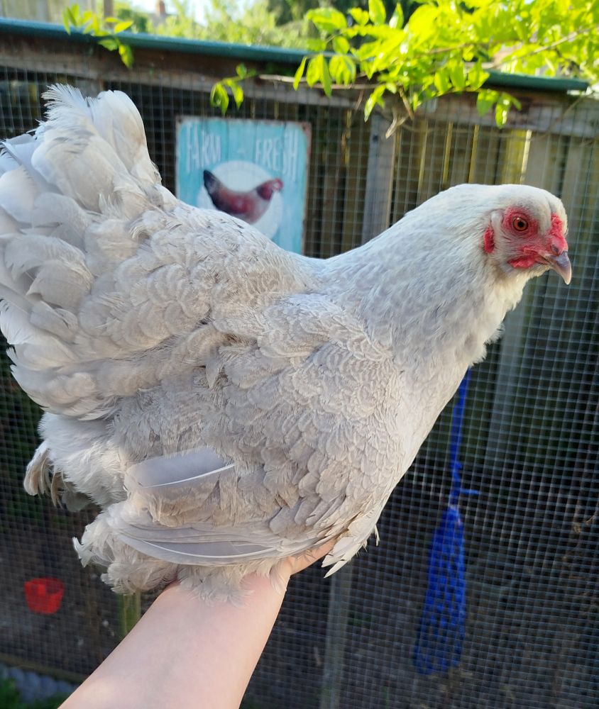 Photo of a grey hen perched on an arm