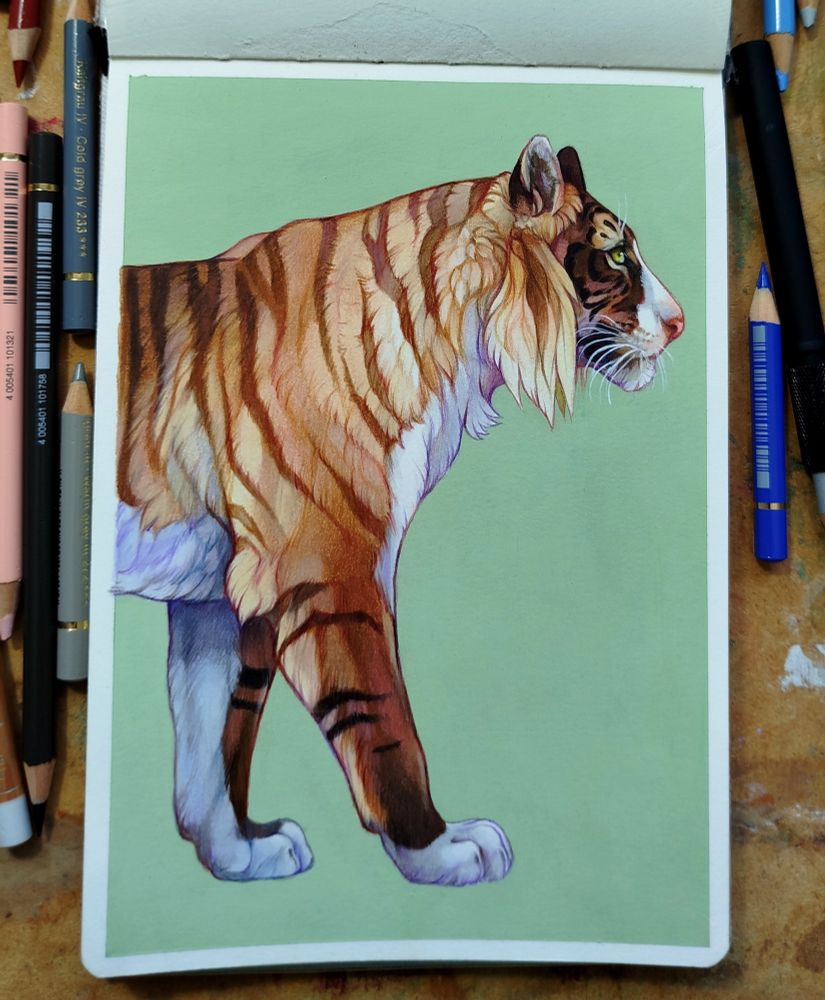 A sketchbook page drawing of a tiger on a green background. The tiger is light beige colour with dark points on the face and legs and white patches on the chest and feet.
