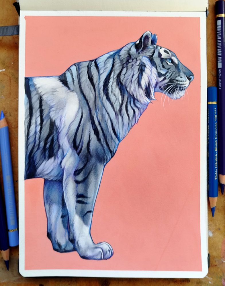 A sketchbook page of a tiger on a coral colour painted background. The tiger is grey with white patches of fur.