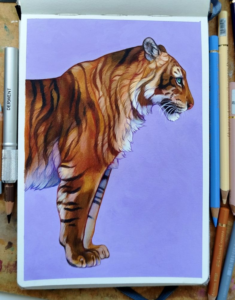 A drawing on a sketchbook page of a tiger standing against a lilac background. The colour of the tiger is a mottled tortoiseshell.