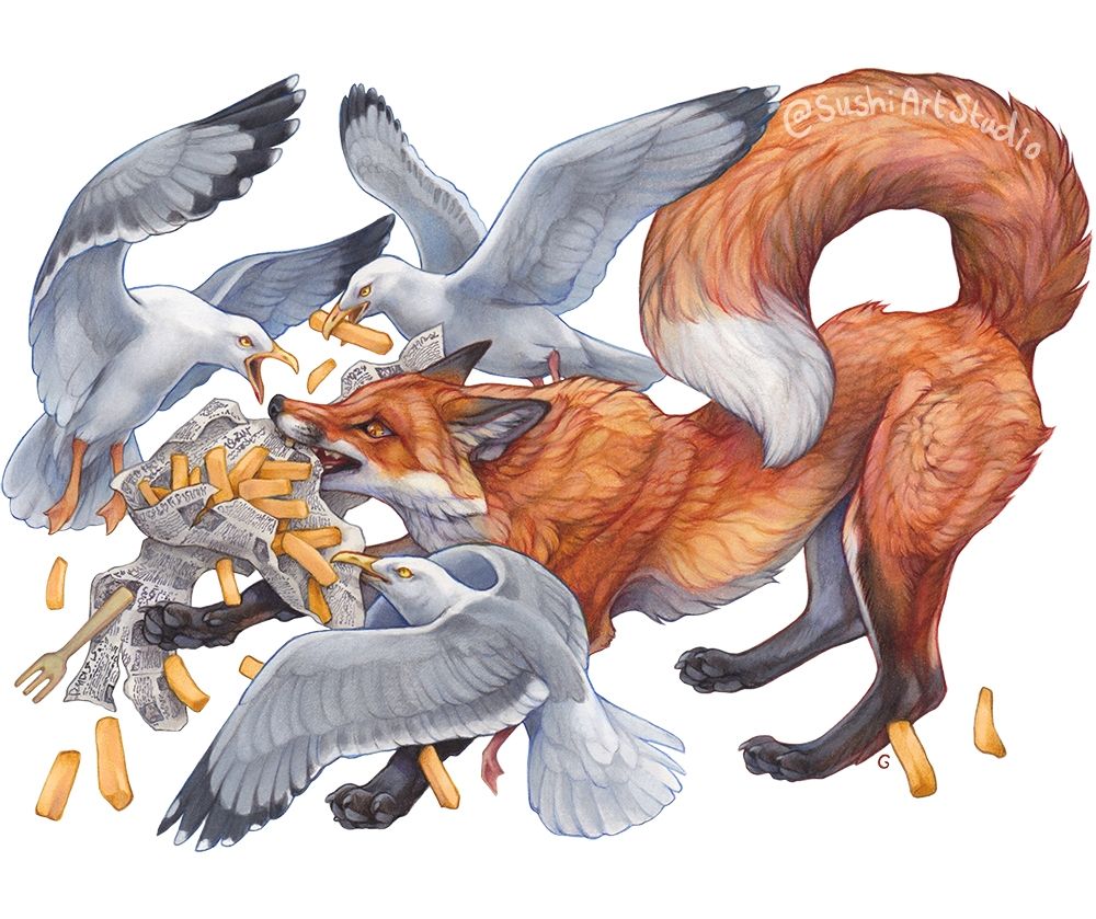 A red fox and herring gulls fight over a bag of chips wrapped in newspaper 