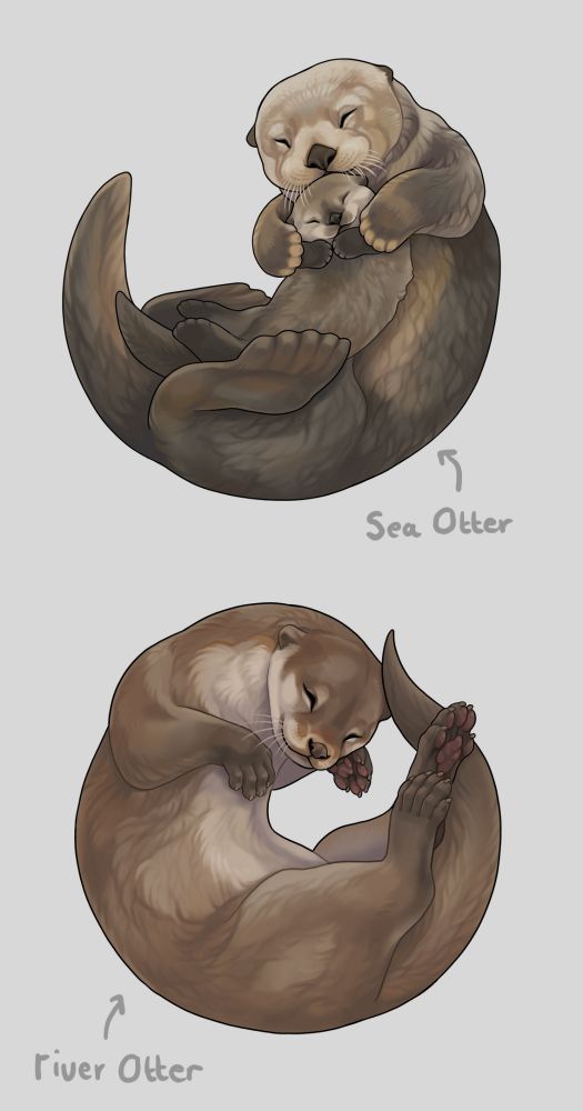 Two digital drawings of otters, a sea otter sleeping with it's baby on its belly and a European river otter.