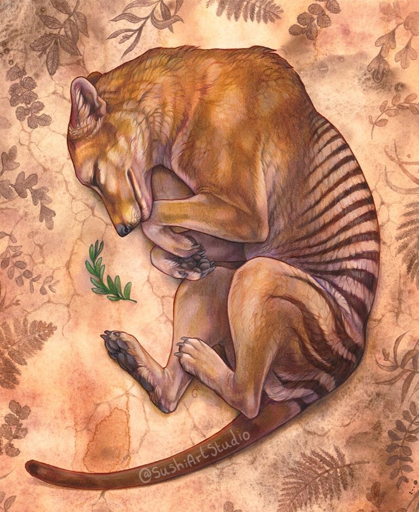A thylacine curled up on the dry earth with its eyes closed surrounded by browned foliage and one green sprig