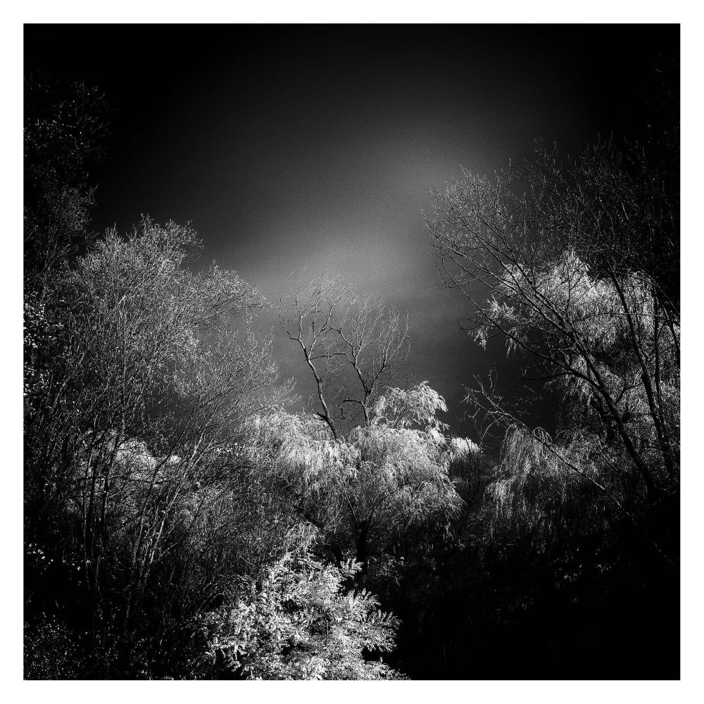 A monochrome infrared photograph of a woodland, landscape scene.