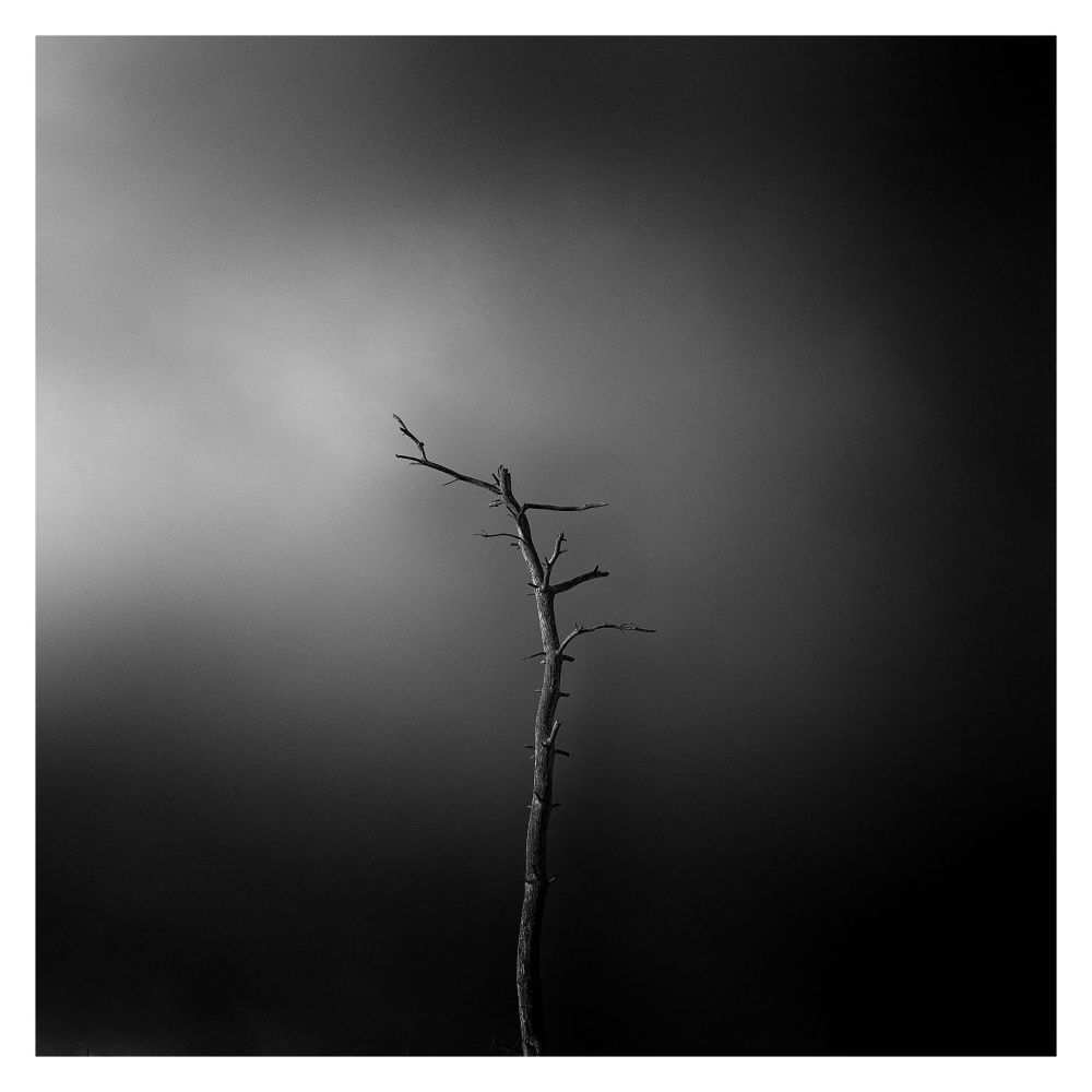The stark contrast between a foreground branch and the soft evening light.