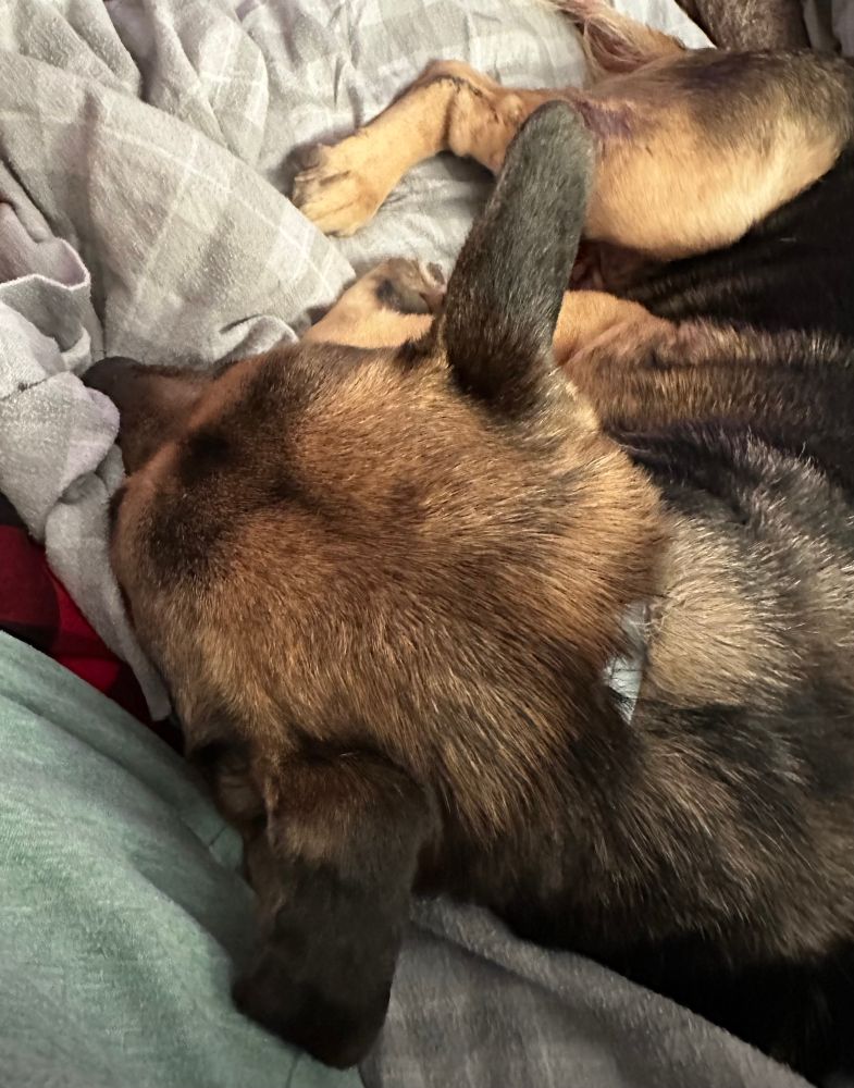 A German shepherd-pit bull mix dog lays on a couch 