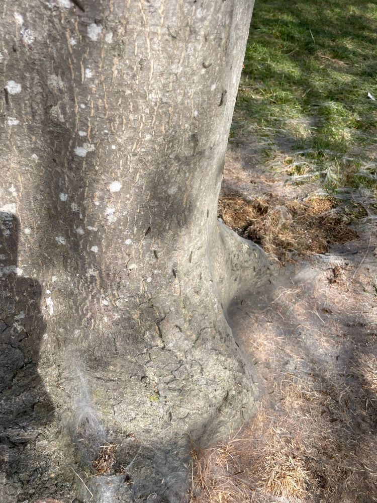 Tree trunk covered in webs from a Tent Moth infestation 