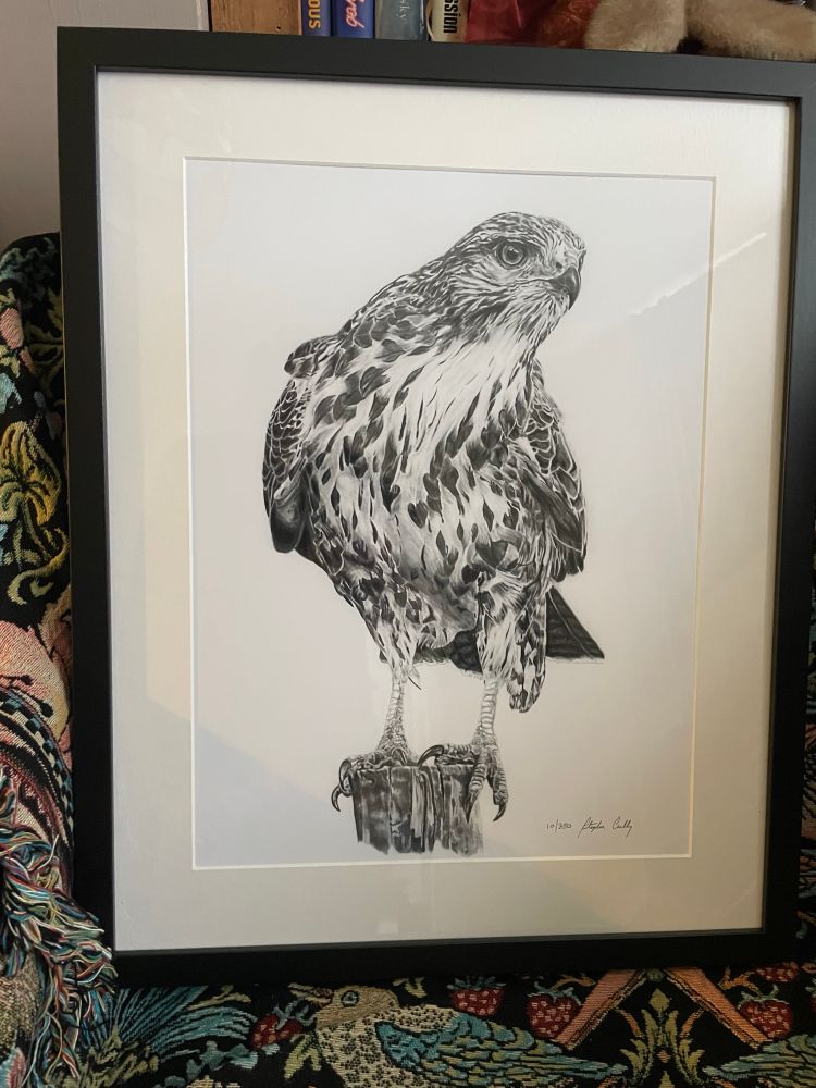 Pencil drawing of a Common Buzzard produced by Steve Lilly in support of Birmingham Open Spaces Forum