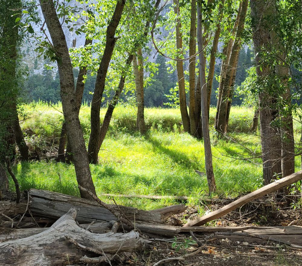 The photo reference I used for the painting, showing the sunny glen surrounded by trees somewhere out of the way in the valley at Yosemite National Park.